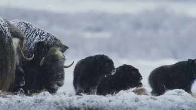 But until they gain in strength, - Frozen Planet II