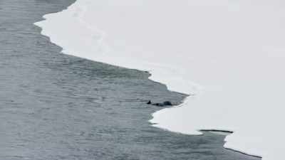 But as they get closer
to their destination, - Epic Yellowstone
