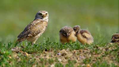 But as they grow, - The Secret Lives of Animals