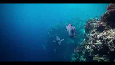 But before they spawn, - Our Oceans
