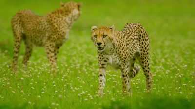 But while they waste their energy,
they make a beginner's mistake. - Serengeti