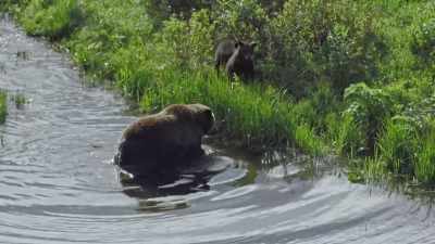 But they'll need all the energy
they can muster, - Epic Yellowstone