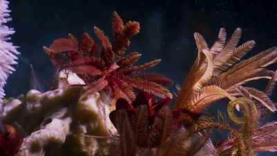 But they're equally
astonished to find that - Blue Planet II