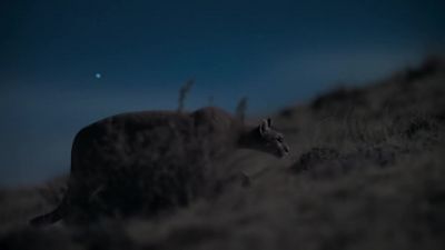But they're not alone out here. - Earth at Night in Color