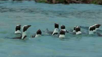 But they're older and wiser
than their first go-around. - Penguin Town