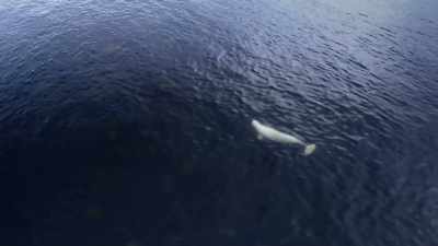 "But they've stopped." - Secrets of the Whales