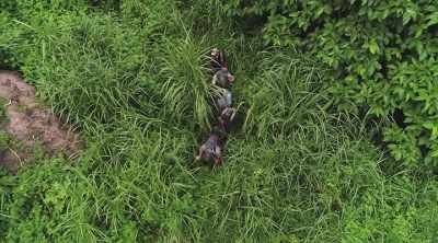 ‐ But thick foliage is masking
any obvious landmarks - Lost Gold of World War II