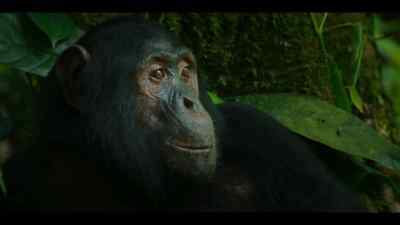 But things are harder for an orphan. - Chimp Empire