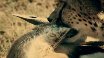 BUT THIS CREATURE GOES ONE
STEP FURTHER THAN ANY BIG CAT. - Expedition Mungo