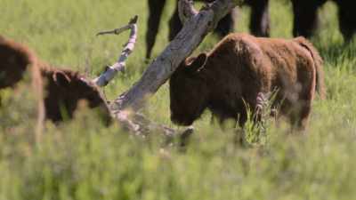 But those calves, - The American Buffalo