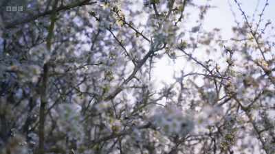 But while those on the ground take
centre stage - the trees above - Wild Isles