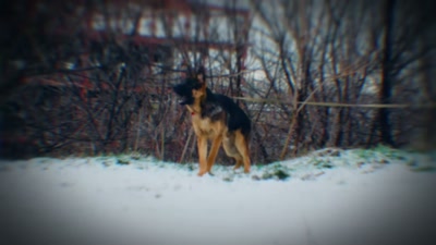 But even though the K9 unit
picks up on something suspicious, - How I Caught My Killer