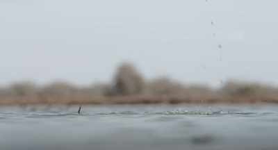 But it ties them to the refuge, - The Elephant Queen