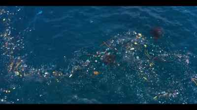 But today,
as they filter feed on plankton, - Our Oceans