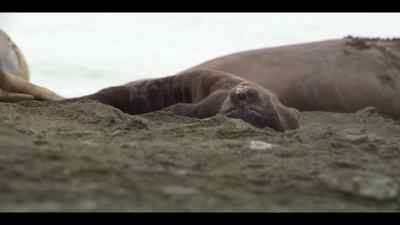 But today, this little pup
has been given a second chance. - Our Oceans