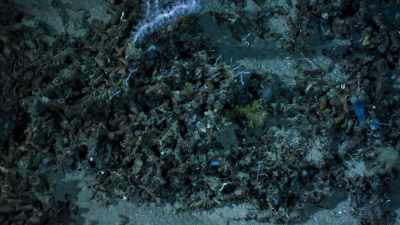 But today, - Blue Planet II