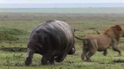 But even together, they're not
really going to worry an angry hippo. - Dynasties