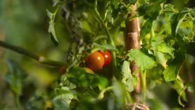 But tomato plants
have an invisible defense. - Super/Natural