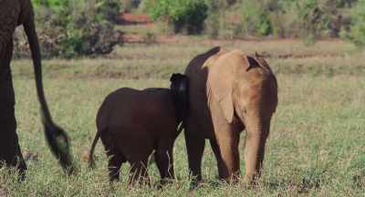 But he tries too hard,
and often it just gets him into trouble. - The Elephant Queen
