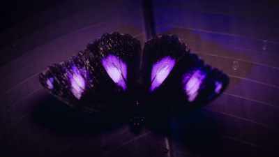 But ultraviolet markings like these
can also be seen - Attenborough's Life in Colour