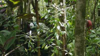 But unfortunately, this plant
can spread to places impossible - The Green Planet