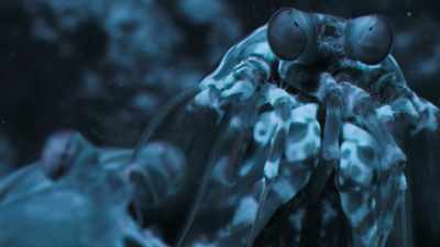 But, unlike fiddler crabs, - Attenborough's Life in Colour