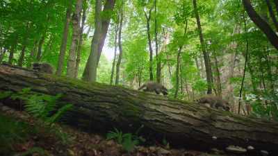 But unlike most mammals, - The Secret Lives of Animals