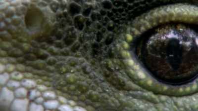 But unlike the dinosaurs, - Modern Dinosaurs