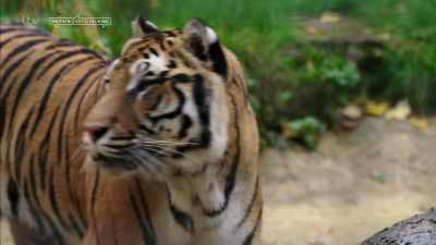 'But as unlikely as it sounds, - Britain's Tiger Kings - On the Trail with Ross Kemp