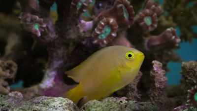 But using our ultraviolet camera,
here in controlled conditions, - Attenborough's Life in Colour