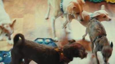 But usually, the studies are conducted
with one or two individuals. - Inside the Mind of a Dog