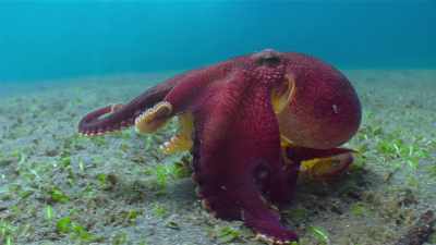 But this veined octopus
can't mimic her neighbors. - The Secret Lives of Animals