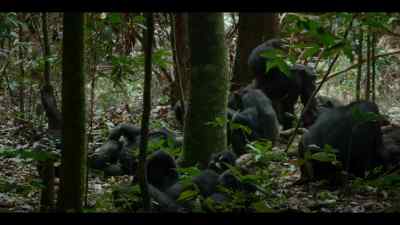But that violent side
is essential to this society. - Chimp Empire