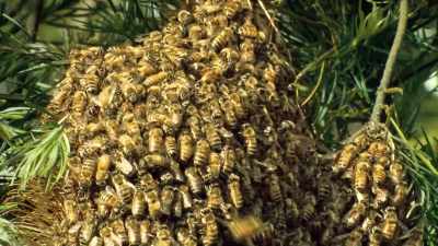 But wait! These bees have figured out
an extreme way - Absurd Planet
