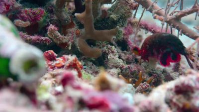 But even well-armed mantis shrimp need a safe place. - Tiny World
