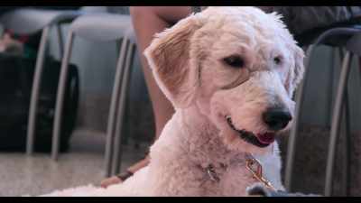 But if we're not cautious about this, - Dogs