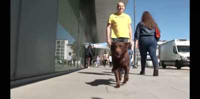 But we weren't actually
doing any commands, - Koko: A Red Dog Story