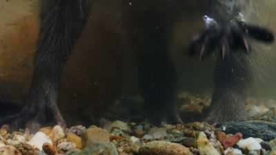 But when wet, a raccoon's paws
become even more sensitive. - The Secret Lives of Animals