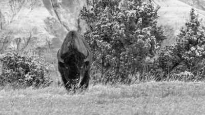 But what that also means
is that many things - The American Buffalo