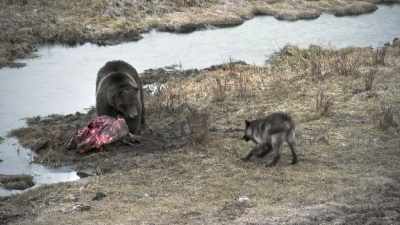 But what blacktail
lacks in experience, - Epic Yellowstone