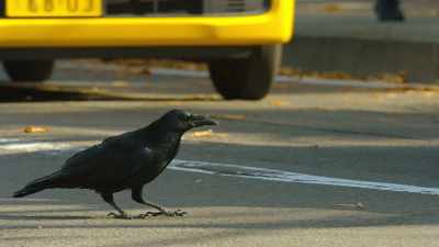 But what sets crows apart - The Secret Lives of Animals
