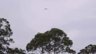 But what is surprising is
that they remained oblivious - Aussie Inventions That Changed The World