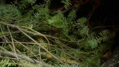  But when we started
 taking a closer look, - Expedition Bigfoot