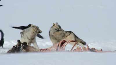 But while we imagine them
as invincible, - Epic Yellowstone