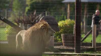 'But whilst his lions
had come from Germany, - Britain's Tiger Kings - On the Trail with Ross Kemp