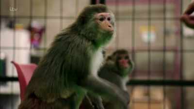 'But whilst using great apes
in adverts in Britain - Britain's Tiger Kings - On the Trail with Ross Kemp