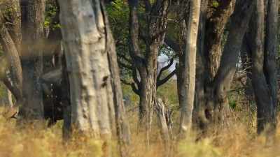 But they will only survive
if other creatures are here - Our Planet