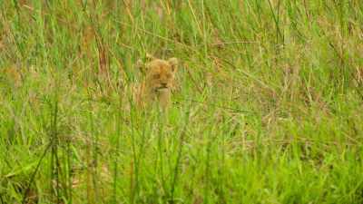 But will the cubs have the same welcome? - Wild Babies