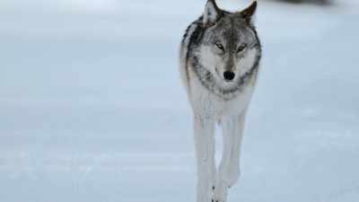 But winter brings
territorial disputes, - Yellowstone: One-Fifty