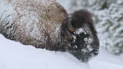 But each winter - Epic Yellowstone